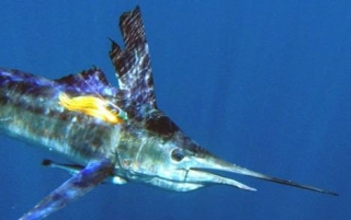  Pesce spada con amo 
